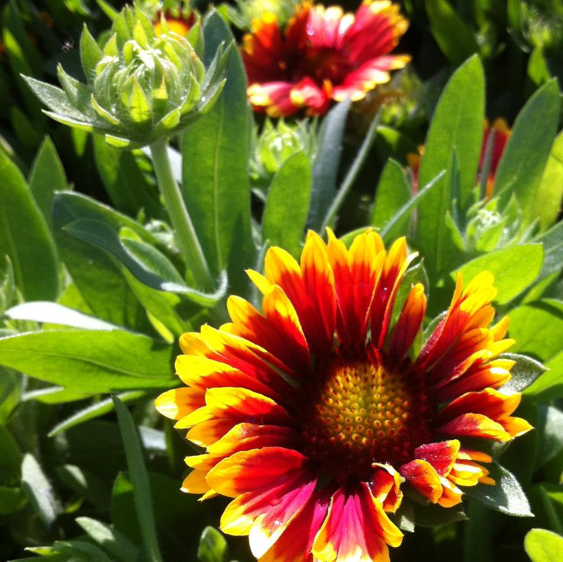 Gaillardia x grandiflora Goblin ('Kobold') from NVK Nurseries
