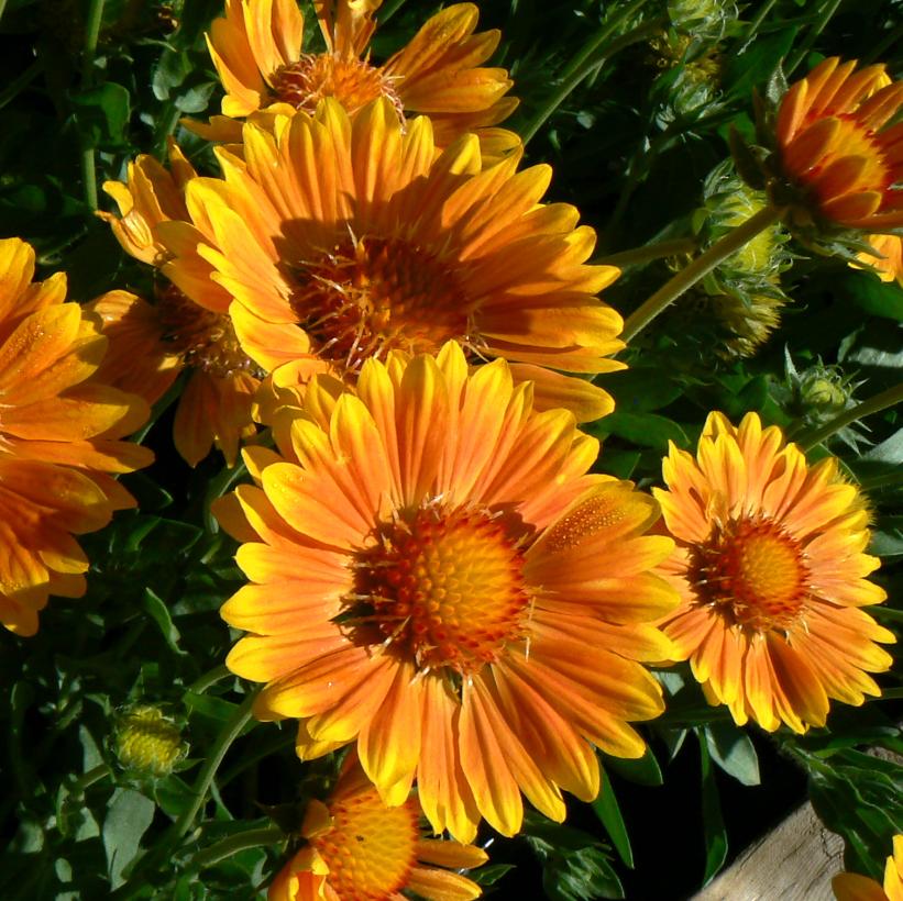 Gaillardia x grandiflora 'Oranges and Lemons' (PP17092, COPF) from NVK