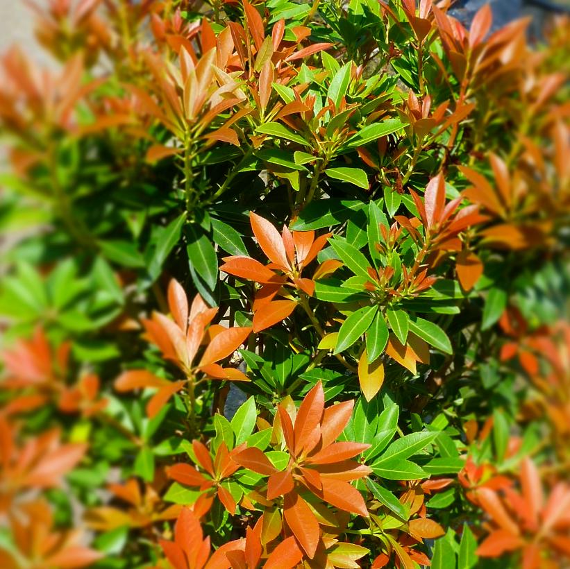 Pieris japonica 'Prelude' from NVK Nurseries