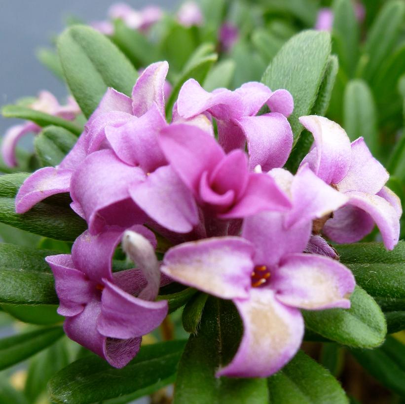 Daphne x medfordensis 'Lawrence Crocker' from NVK Nurseries