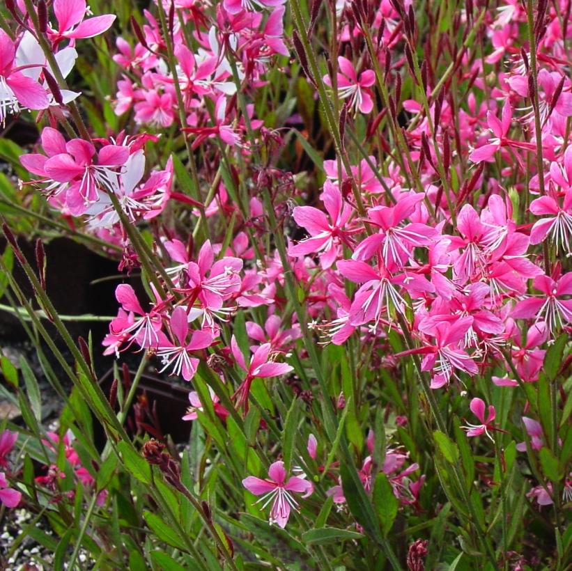 Gaura lindheimeri 'Siskiyou Pink' from NVK Nurseries