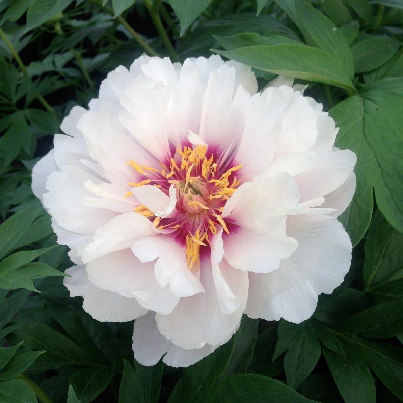 Paeonia itoh 'Cora Louise' from NVK Nurseries