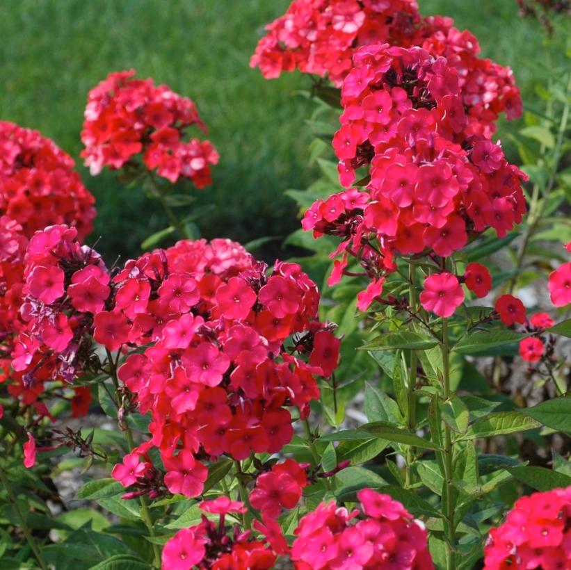 Phlox paniculata 'Orange Perfection' from NVK Nurseries