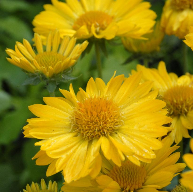 Gaillardia x grandiflora Mesa™ Yellow ('Yellow') from NVK Nurseries