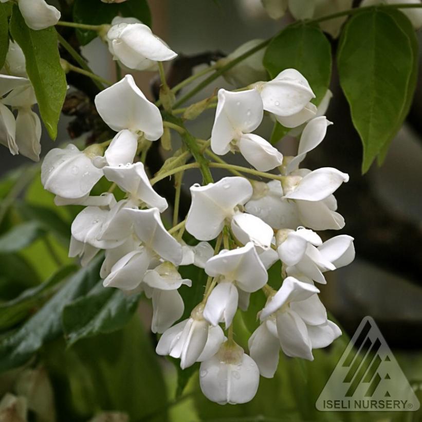 Wisteria brachybotrys 'Shiro Kapitan' from NVK Nurseries