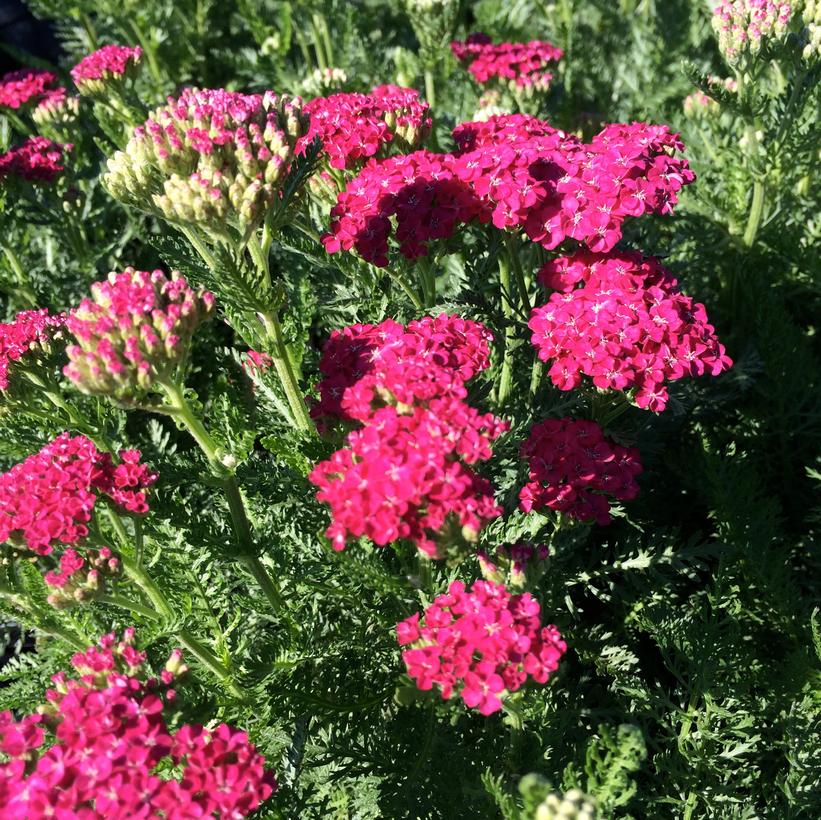 Achillea millefolium 'Saucy Seduction' (PP20782) from NVK Nurseries