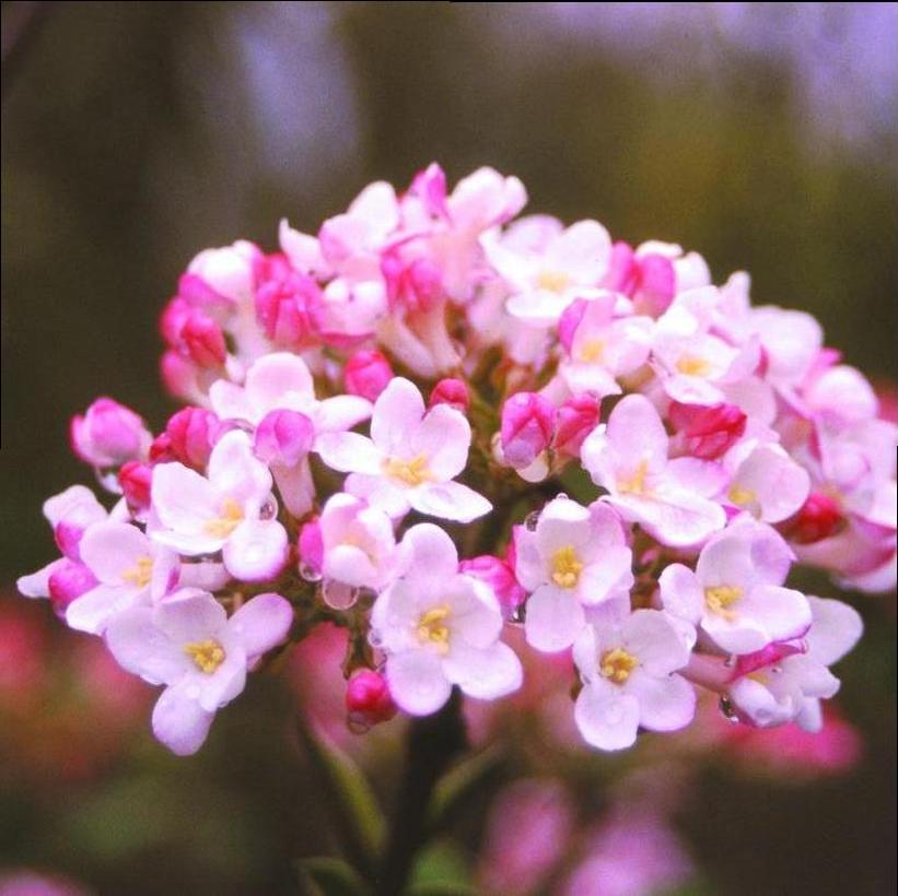 Viburnum x burkwoodii 'Mohawk' from NVK Nurseries