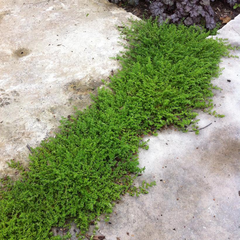 Herniaria glabra from NVK Nurseries