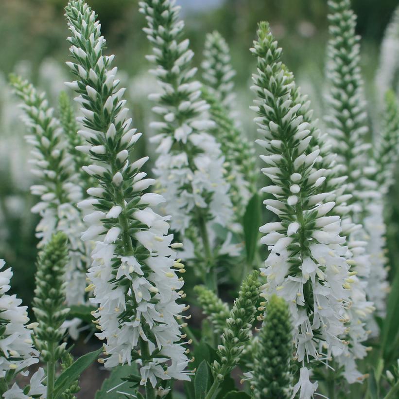Veronica spicata Yonique Baby White ('Versbabywhite') from NVK Nurseries