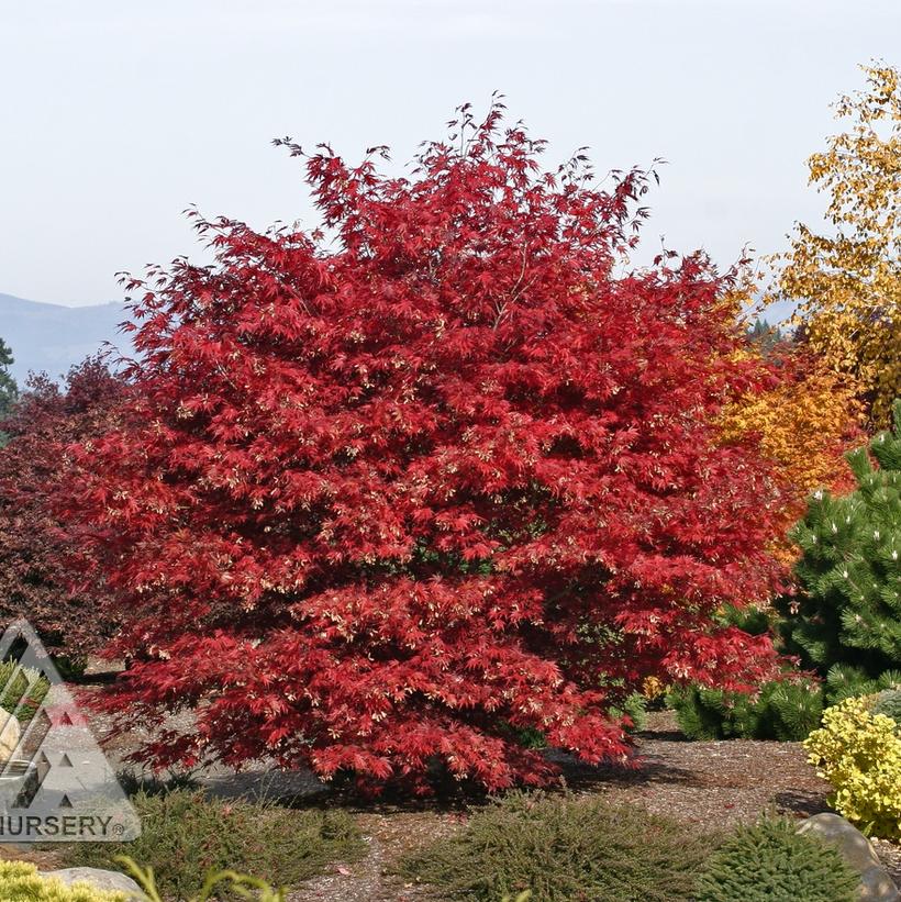 Acer palmatum 'Sherwood Flame' from NVK Nurseries