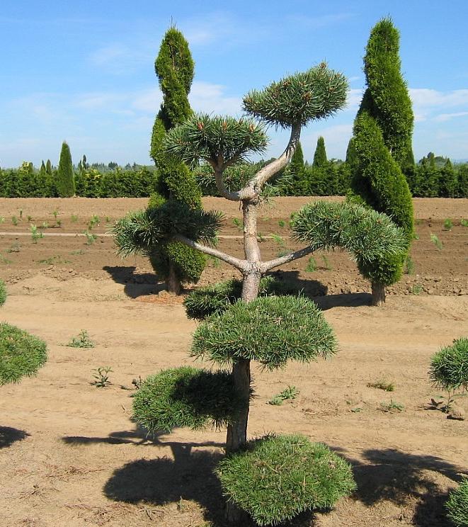 Pinus sylvestris 'Poodle Pine' from NVK Nurseries