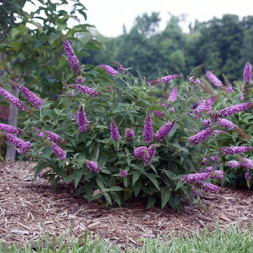 Buddleia x Lo & Behold® Pink Micro Chip ('Pink Micro Chip') (PP26547