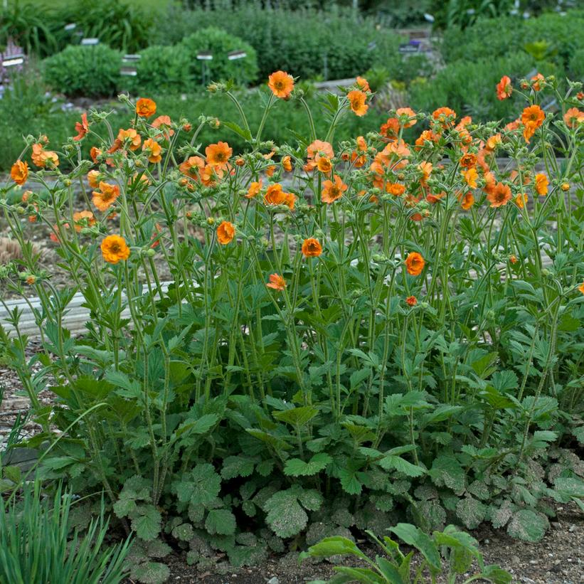 Geum x Totally Tangerine ('Tim's Tangerine') (PP22041) from NVK Nurseries