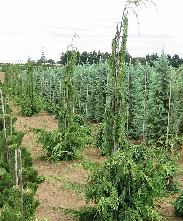 Chamaecyparis nootkatensis 'Van den Akker' from NVK Nurseries