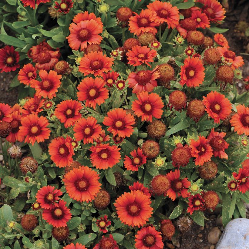 Gaillardia x grandiflora 'Arizona Red Shades' from NVK Nurseries