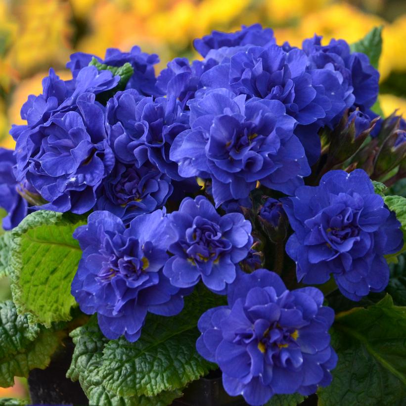 Primula vulgaris Belarina® Cobalt Blue ('Kerbelcob') (PP16397) from NVK