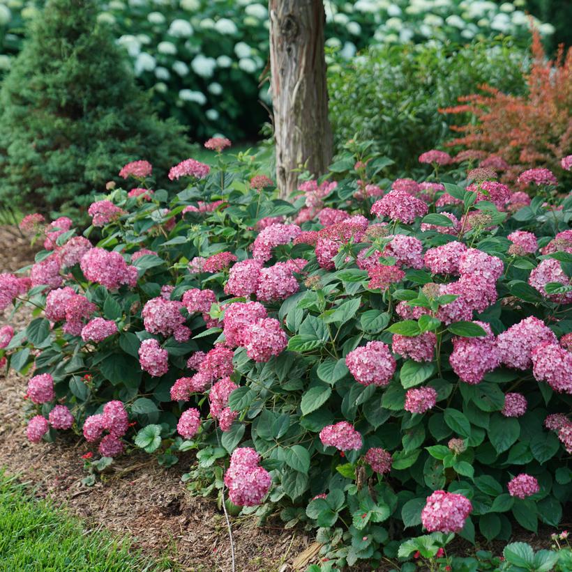 Hydrangea arborescens Invincibelle® Ruby ('NCHA3') (PP20765, CPBR4159) from NVK Nurseries
