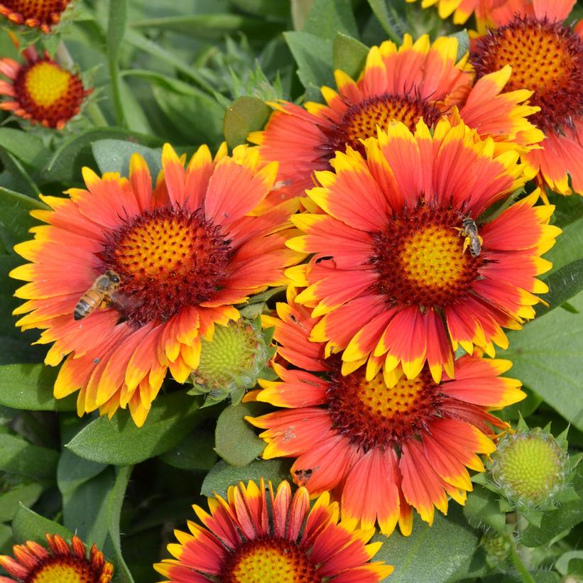 Gaillardia x grandiflora 'Arizona Sun' from NVK Nurseries