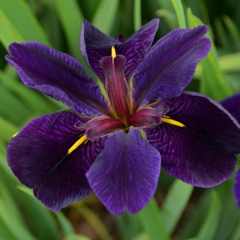 Iris louisiana 'Black Gamecock' from NVK Nurseries