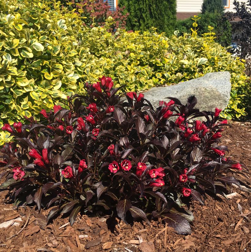 Weigela x Electric Love® ('ZR1') (PP30065, CPBRAF) from NVK Nurseries
