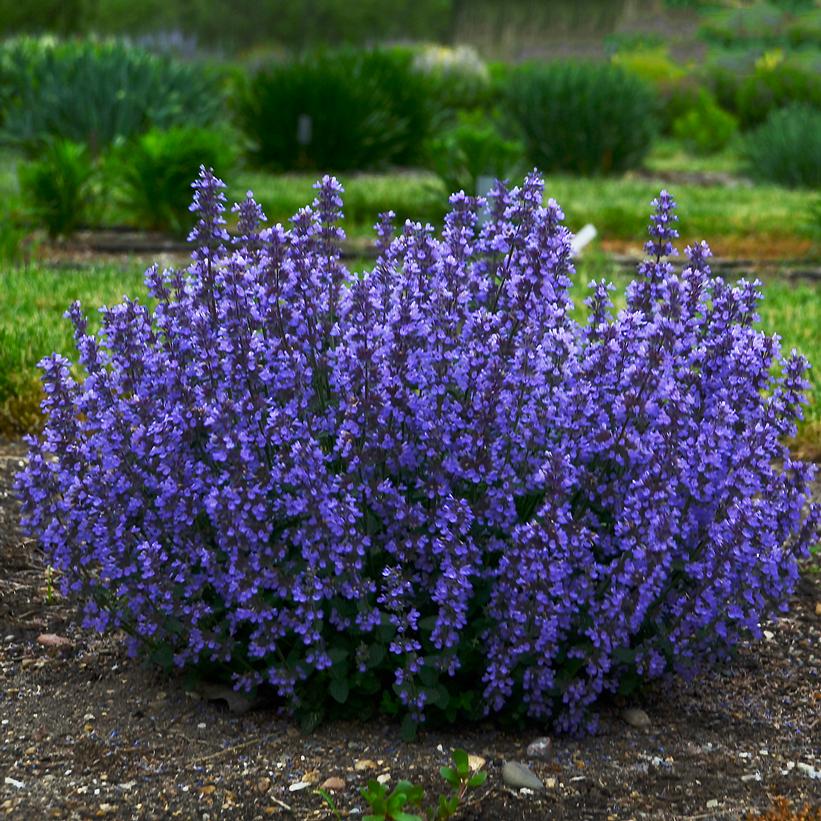 Nepeta faassenii 'Cat's Pajamas' (PP31127, CPBRAF) from NVK Nurseries