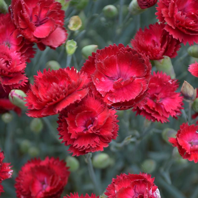 Dianthus x 'Electric Red' (PP29591) from NVK Nurseries