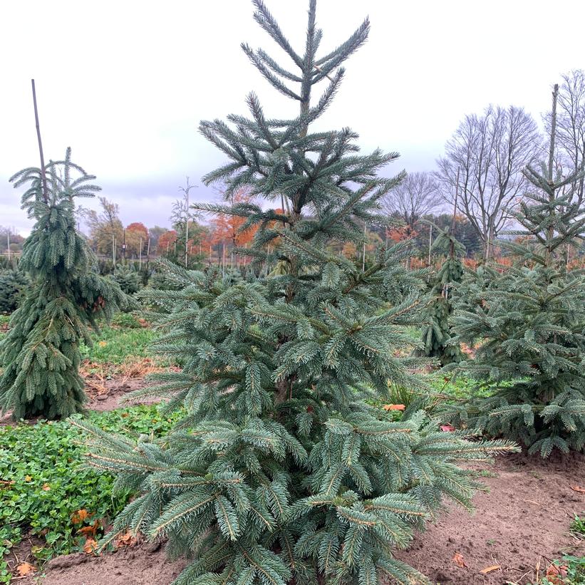 Picea glauca var. densata Skinny Blue Genes™ ('Westervelt') from NVK