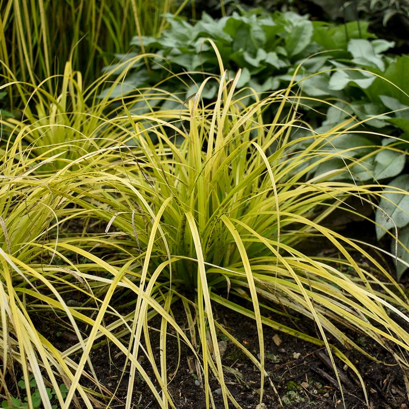 Carex oshimensis EverColor® ('Everillo') (PP21002) from NVK Nurseries