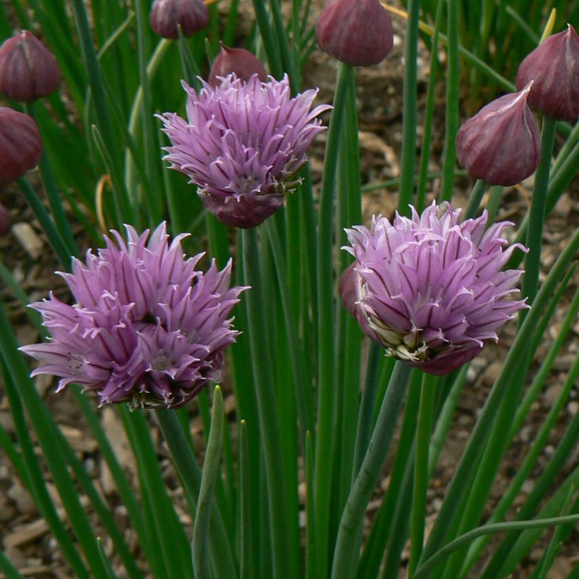 Allium schoenoprasum from NVK Nurseries