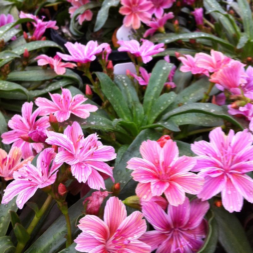 Lewisia longipetala 'Little Plum' from NVK Nurseries