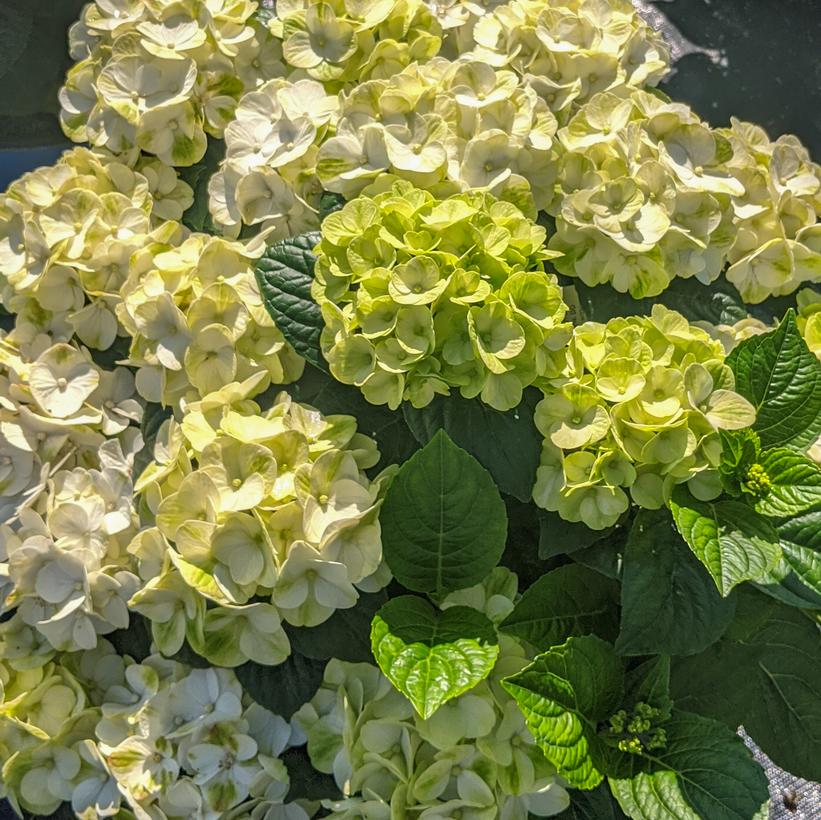 Hydrangea macrophylla Grin and Tonic™ ('Hokomagrito') (USPPAF, CPBRAF