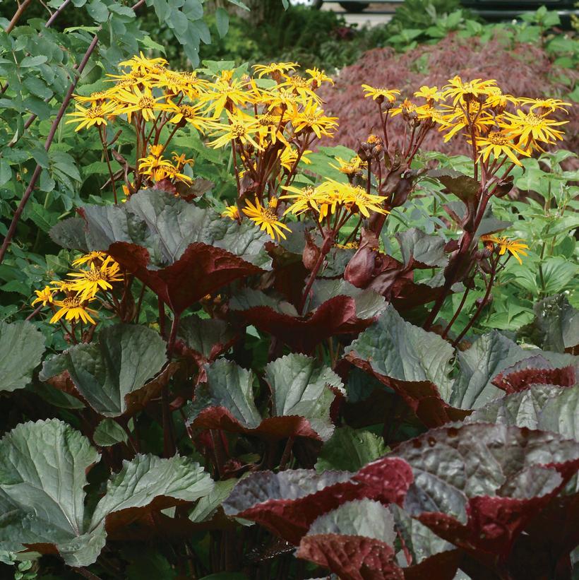 Ligularia dentata 'Desdemona' from NVK Nurseries