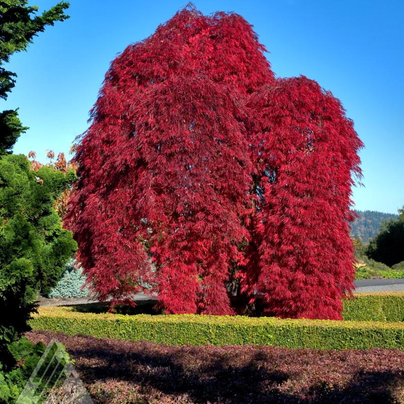 Acer palmatum dissectum 'Inaba Shidare' from NVK Nurseries
