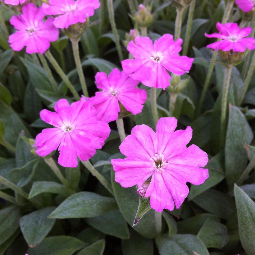 Lychnis flosjovis 'Peggy' from NVK Nurseries