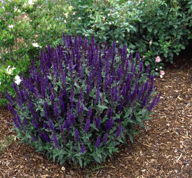Salvia nemorosa Blue Queen ('Blaukoenigin') from NVK Nurseries