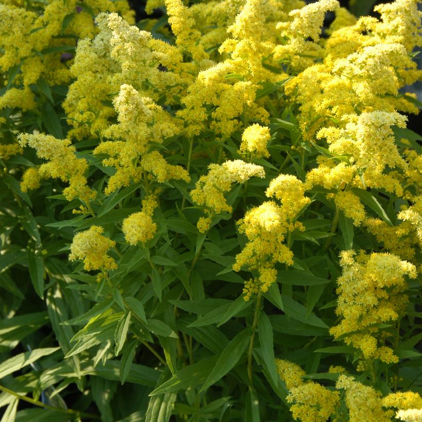 Solidago x Little Lemon ('Dansolitlem') (PP17297, COPF) from NVK Nurseries