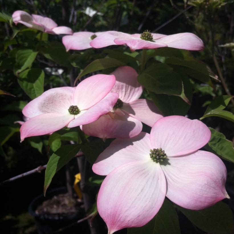 Cornus x Stellar Pink® ('Rutgan') (PP7207) from NVK Nurseries
