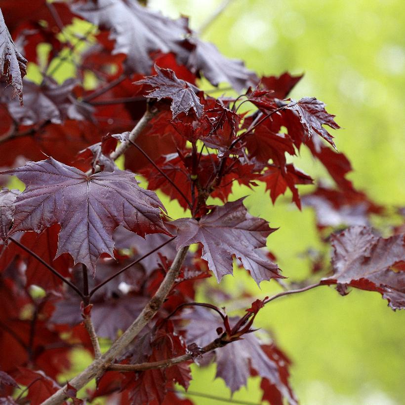 Acer platanoides 'Crimson King' (PP0735) from NVK Nurseries