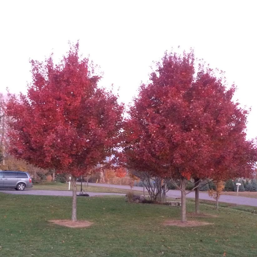 Acer rubrum 'Brandywine' from NVK Nurseries
