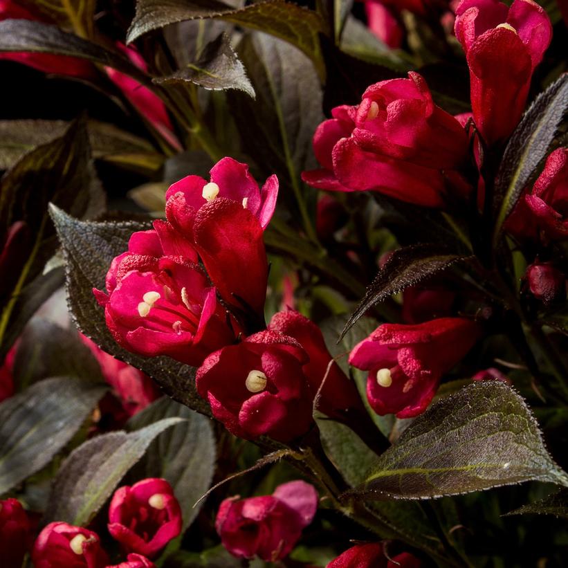 Weigela x Electric Love® ('ZR1') (PP30065, CPBRAF) from NVK Nurseries