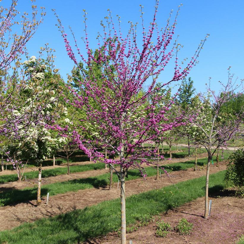 Cercis canadensis 'Pink Pom Poms' (PP27630) from NVK Nurseries