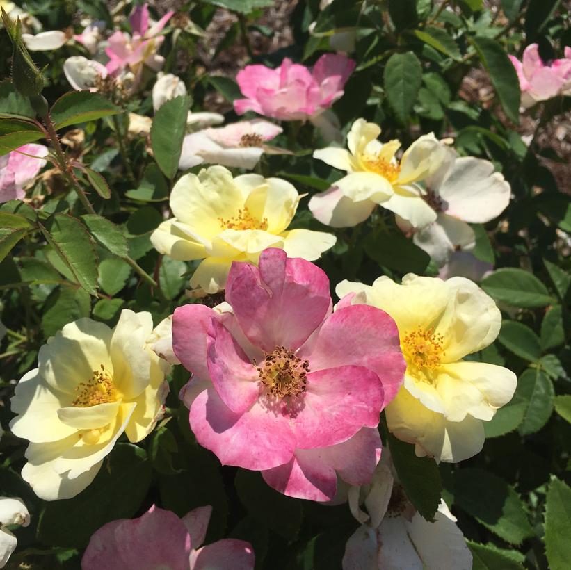 Peach Lemonade® ('Radpastel') (USPP26675, CPBR5392) from NVK Nurseries