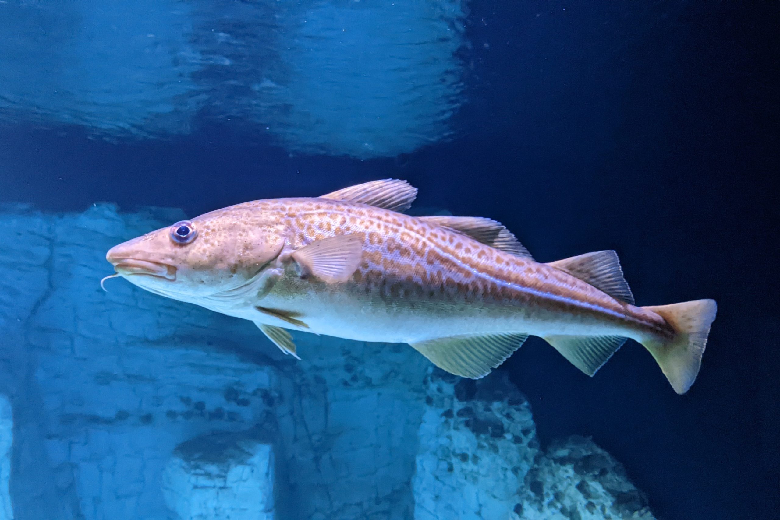 Fisheries Management Plans IFCA North West