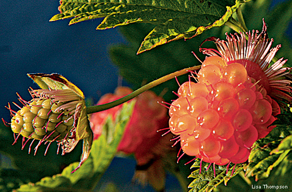 Best Wild Plants You Can Eat In Uk