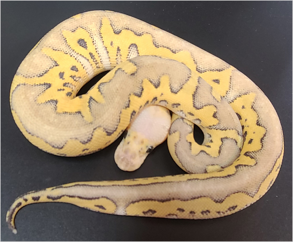 Northwest Reptiles Ball Pythons for sale Ball Python breeder
