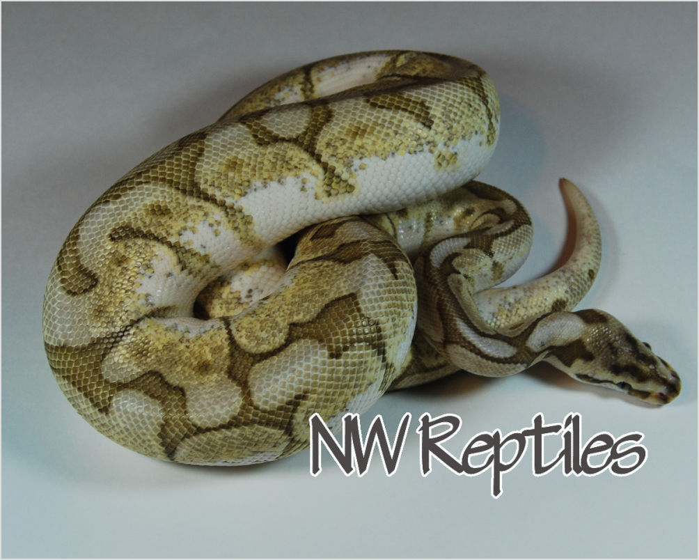 Lesser Spider Ball Python