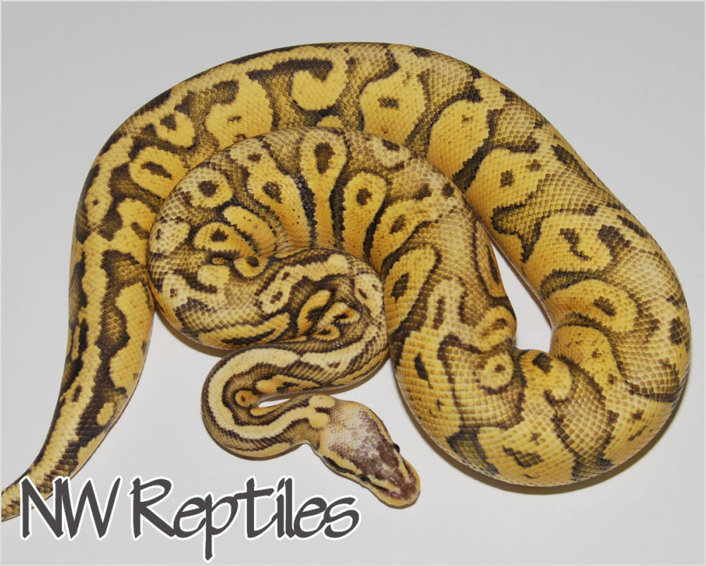 Northwest Reptiles Superfly ball python after first shed
