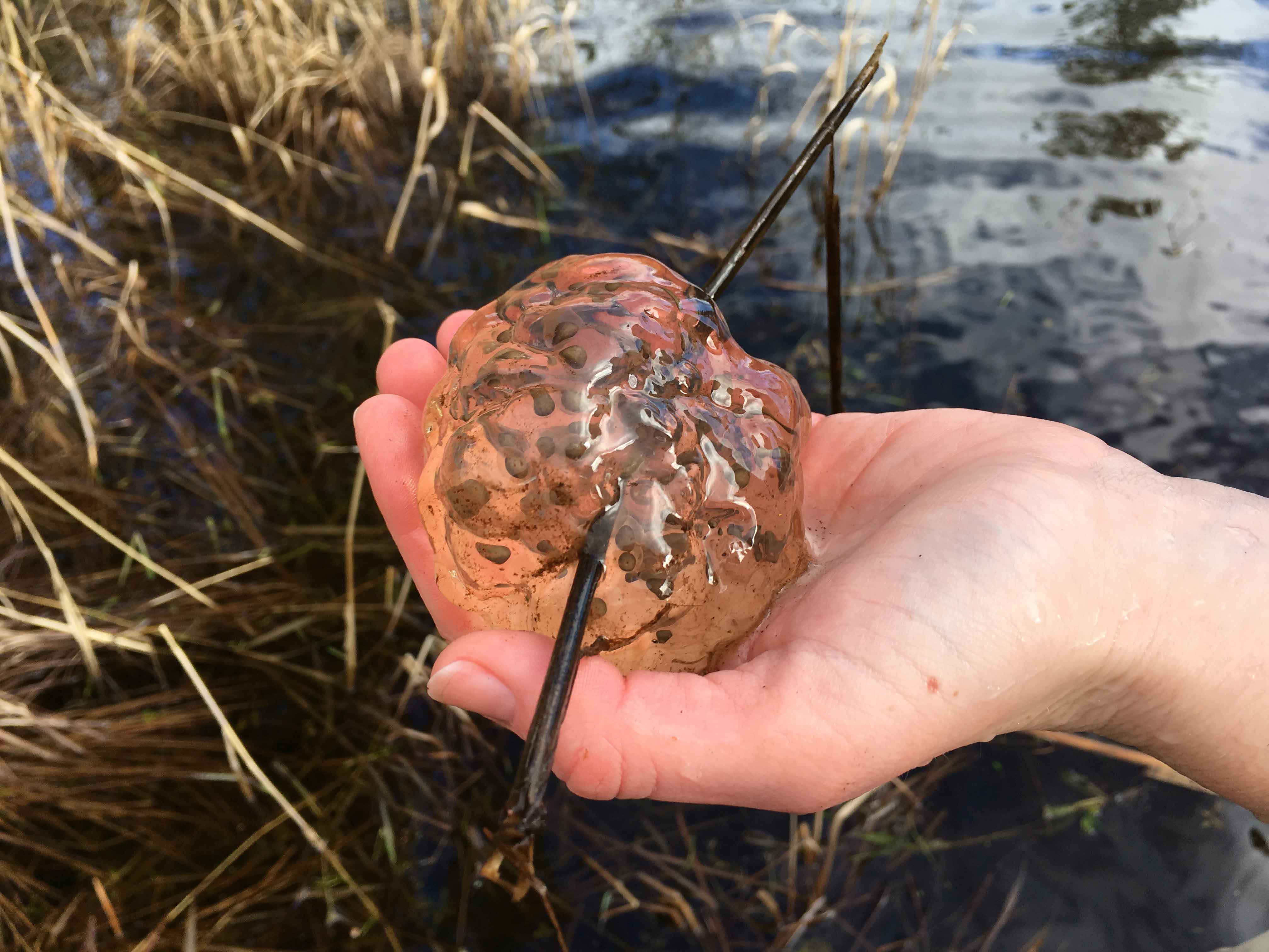 Finding frog eggs the Amphibian Egg Mass survey at Northwest Trek