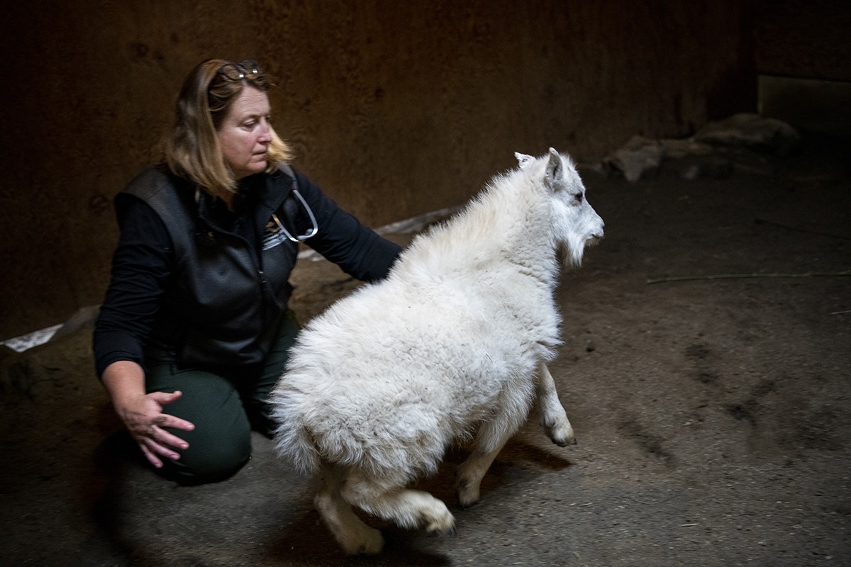 Exam time for goat kids Northwest Trek
