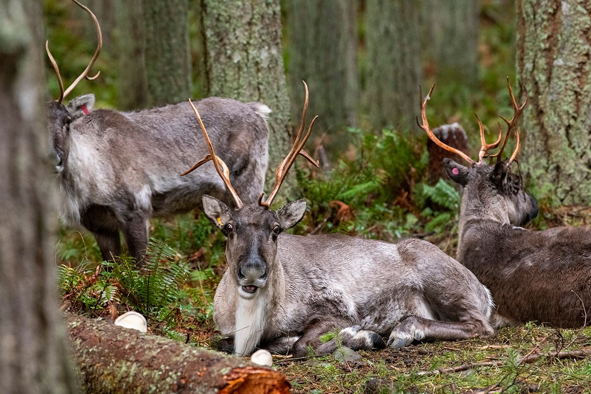 Are Caribou & Reindeer the Same? | Northwest Trek Wildlife Park